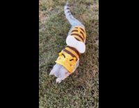 Cat plays in yard wears bumblebee costume