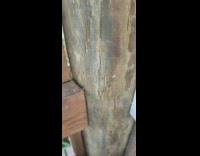 Spider moves that looks like it lags