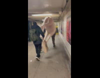 Two guys carry large animal statue tunnel