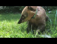Coatimundi play with garden hose and water