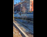 Tree fell down and crashes on car