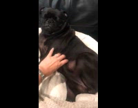 Black pug kicks when getting belly scratches