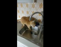 Collab KaleSaladIG - Orange cat drinks water from sink