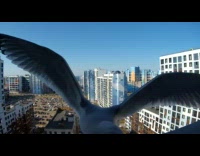 Compilation of birds fly and get fed on the windowsill
