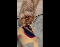 Owner playing tug of war using toy plushie with brown dog 
