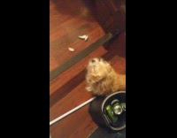 Woman cleans bed dog looks for it