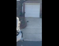 Squirrel eating large baguette in driveway