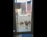 Collab Pets For All - Two brown dogs outside balcony hanging laundry 