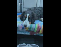 Dog in car breathe puff its cheeks