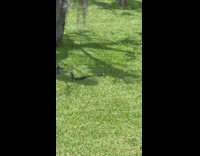 Red belly black snake eat frog backyard