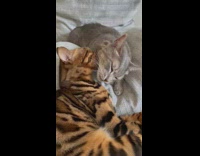 Orange cat licks and cuddles brown cat on sofa 