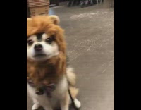 Dog with bowtie smiles at camera  in lion costume 