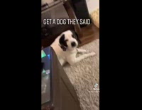 Collab BitchMP - Dog drags butt across new rug