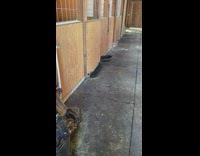 Goat talks through pen 