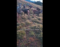 Hills sunset view with group of deer