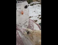 Dog takes off carrot from snowman nose