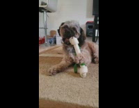 Small dog chew rawhide bone on carpet