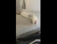 Cat sleeps with body elongated 