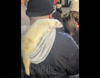 Man with Pet White Weasel Walks Down Stair