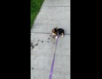 Corgi puppy dog paw on sprinkler barks