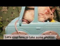 Two pet mouse on a YouTube Web Series