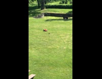 Automatic lawnmower almost run over the bird