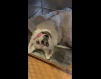 Collab BitchMP - Husky dog in cage upside down tongue out