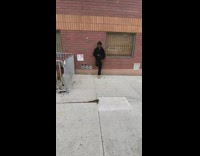 Three goats fenced in on side of street