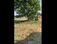 Bulldozer removes tree 