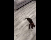 Dog jumping out of excitement for dinner time 