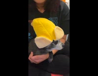 Little dark grey dog wearing a banana hat 
