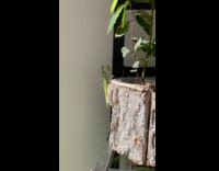 Mantis Stays Still in Place on Pot