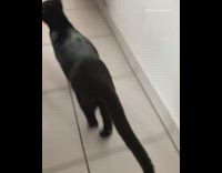 Black cat runs away with orange cantaloup 