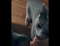 Two grey cat birthday treat from owner