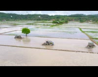 Drone shot farm tractor prepare rice fields