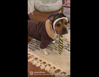Dog wear Amelia Earhart Halloween costume