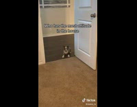 Dog giving attitude wants to go on carpet 