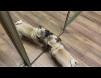 Pug plays with mirror 