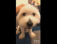 Small white dog with ears pulled back