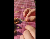 Guy touches green leaf plant explodes breaks 