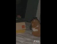 Orange hamster frozen mcdonalds box