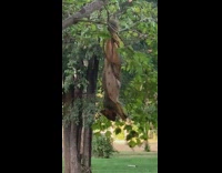 Squirrel hangs upside down tree branch fruit 
