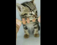 Owner records  pets and does asmr videos