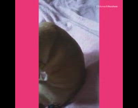 Collab Pets_For_All - Owner knocks dog over with force push hypnosis