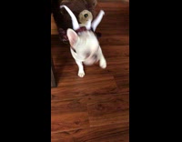 French bulldog runs into room and falls down 