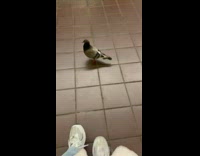 Collab WINY - Lost Pigeon in Subway Platform Wanders Around Red Tile Floor