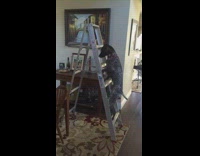 dog climbs ladder