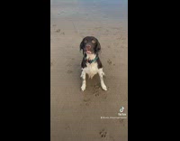 Dog makes sounds like a human 