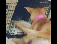 Collab Pets For All - small black dog chase brown dog pink collar