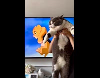 [Third party] Collab PLC - Cat raised beside the Lion King video